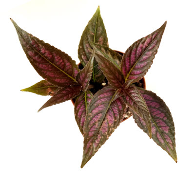 Persian Shield